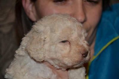 Lagotto Romagnolo tenci